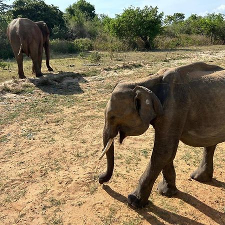 Thought Blooming Hotell Udawalawe Eksteriør bilde